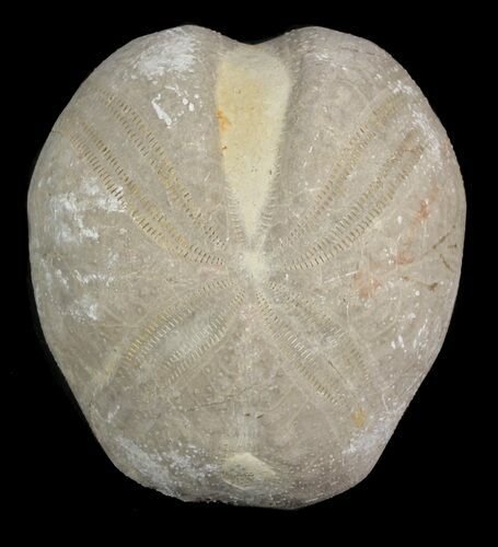 Toxaster Fossil Echinoid (Sea Urchin) - Agadir, Morocco #46407